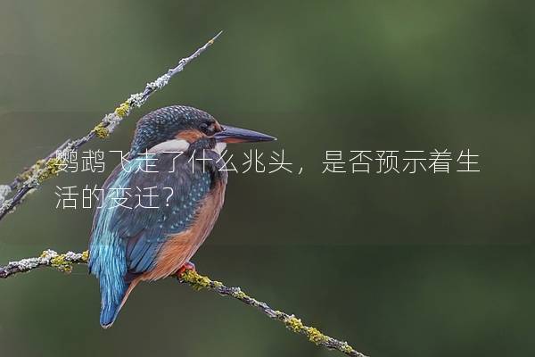 鹦鹉飞走了什么兆头，是否预示着生活的变迁？