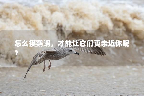 怎么摸鹦鹉，才能让它们更亲近你呢？