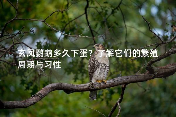 玄凤鹦鹉多久下蛋？了解它们的繁殖周期与习性