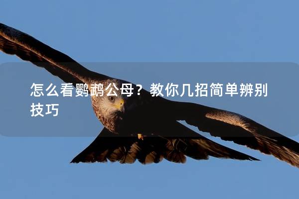 怎么看鹦鹉公母？教你几招简单辨别技巧