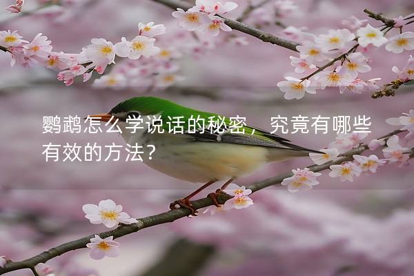 鹦鹉怎么学说话的秘密，究竟有哪些有效的方法？
