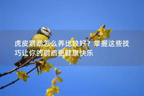 虎皮鹦鹉怎么养比较好？掌握这些技巧让你的鹦鹉更健康快乐