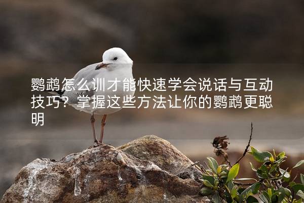 鹦鹉怎么训才能快速学会说话与互动技巧？掌握这些方法让你的鹦鹉更聪明