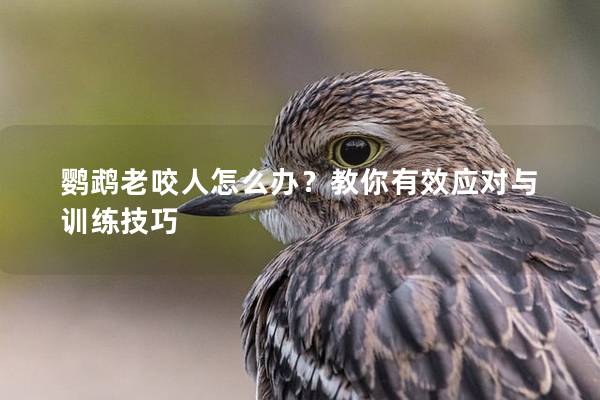 鹦鹉老咬人怎么办？教你有效应对与训练技巧