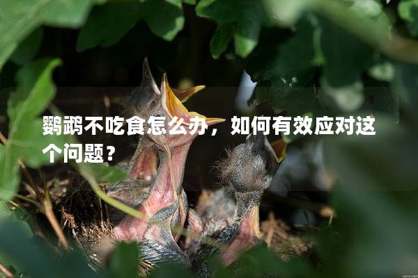 鹦鹉不吃食怎么办，如何有效应对这个问题？