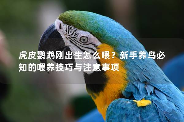 虎皮鹦鹉刚出生怎么喂？新手养鸟必知的喂养技巧与注意事项