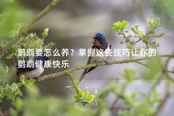 鹦鹉要怎么养？掌握这些技巧让你的鹦鹉健康快乐