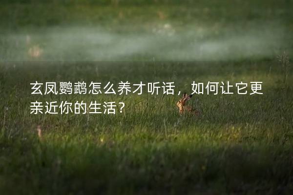 玄凤鹦鹉怎么养才听话，如何让它更亲近你的生活？