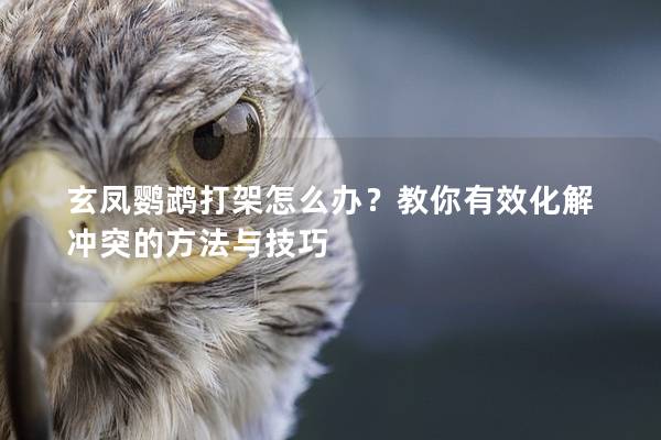 玄凤鹦鹉打架怎么办？教你有效化解冲突的方法与技巧