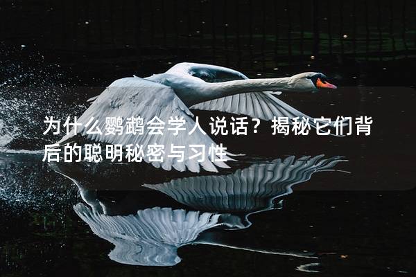 为什么鹦鹉会学人说话？揭秘它们背后的聪明秘密与习性