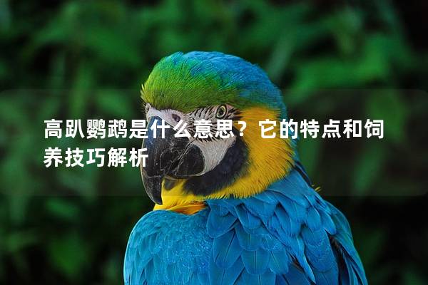 高趴鹦鹉是什么意思？它的特点和饲养技巧解析