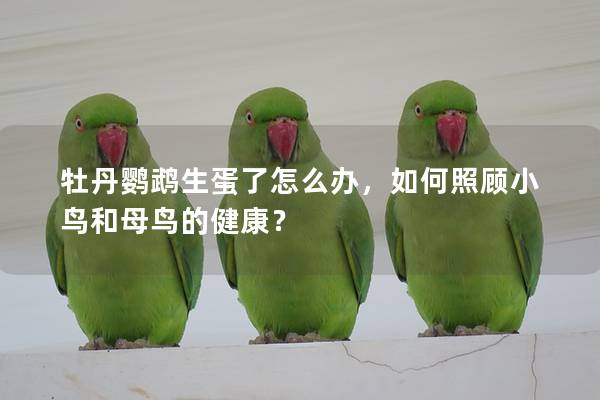 牡丹鹦鹉生蛋了怎么办，如何照顾小鸟和母鸟的健康？