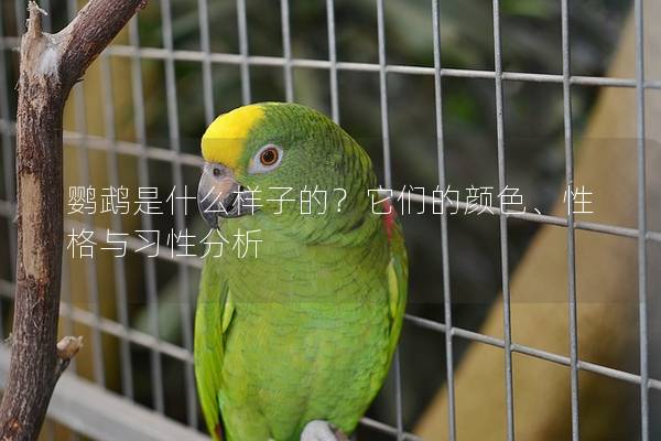 鹦鹉是什么样子的？它们的颜色、性格与习性分析