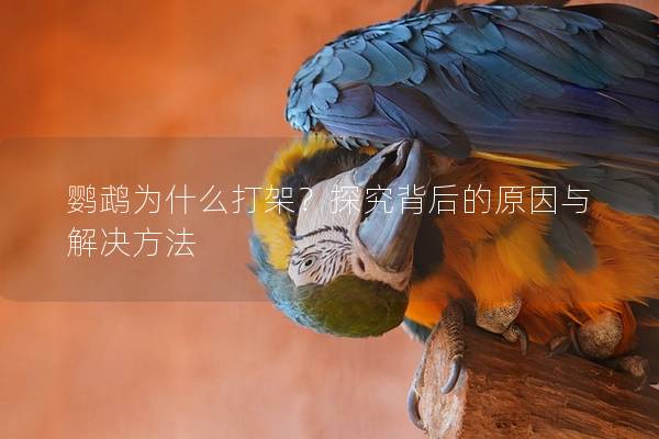 鹦鹉为什么打架？探究背后的原因与解决方法