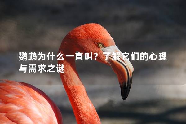 鹦鹉为什么一直叫？了解它们的心理与需求之谜