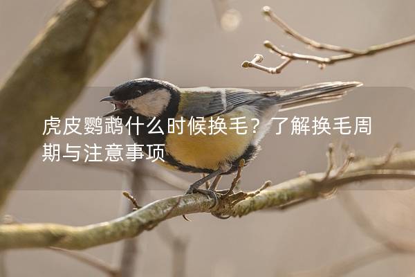 虎皮鹦鹉什么时候换毛？了解换毛周期与注意事项