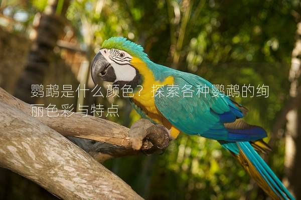 鹦鹉是什么颜色？探索各种鹦鹉的绚丽色彩与特点