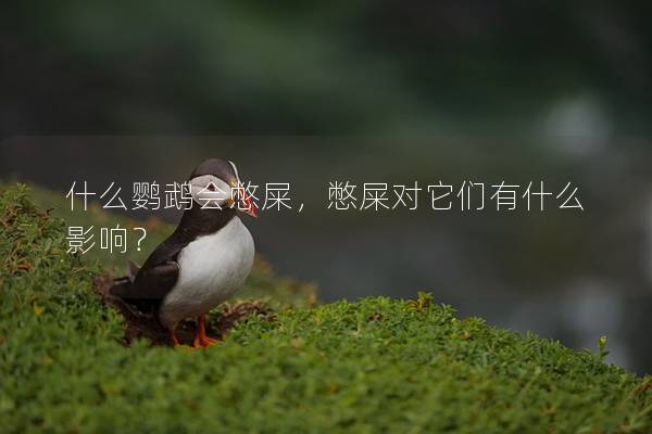 什么鹦鹉会憋屎，憋屎对它们有什么影响？