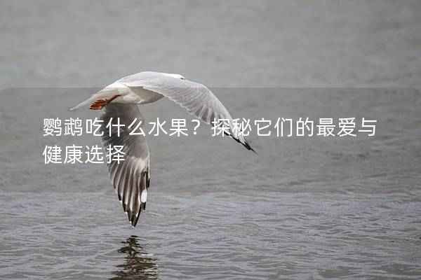 鹦鹉吃什么水果？探秘它们的最爱与健康选择