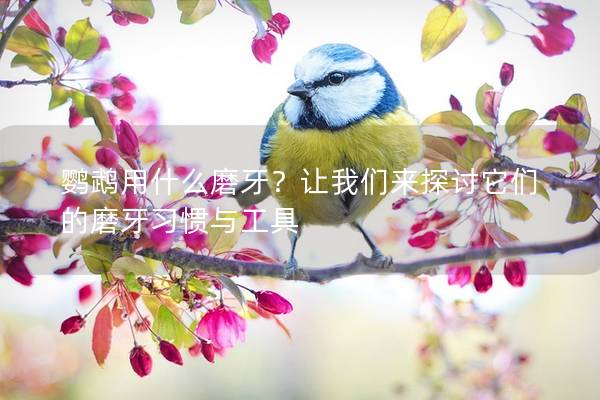 鹦鹉用什么磨牙？让我们来探讨它们的磨牙习惯与工具
