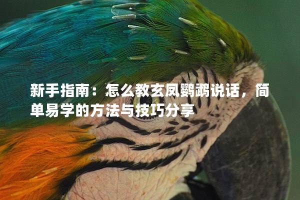 新手指南：怎么教玄凤鹦鹉说话，简单易学的方法与技巧分享