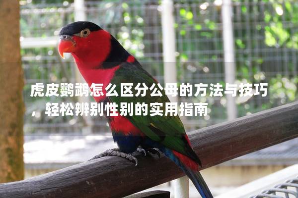 虎皮鹦鹉怎么区分公母的方法与技巧，轻松辨别性别的实用指南