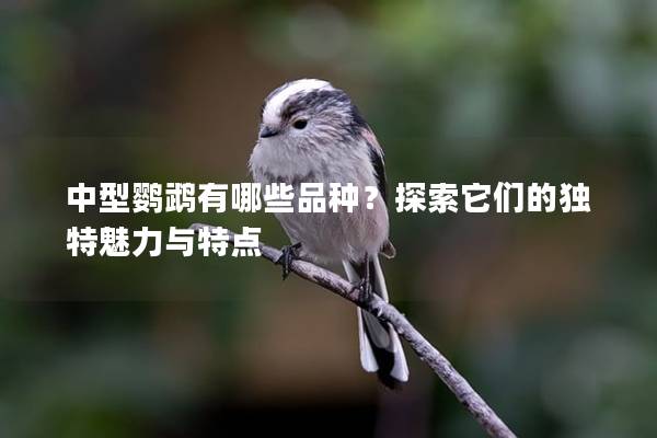 中型鹦鹉有哪些品种？探索它们的独特魅力与特点