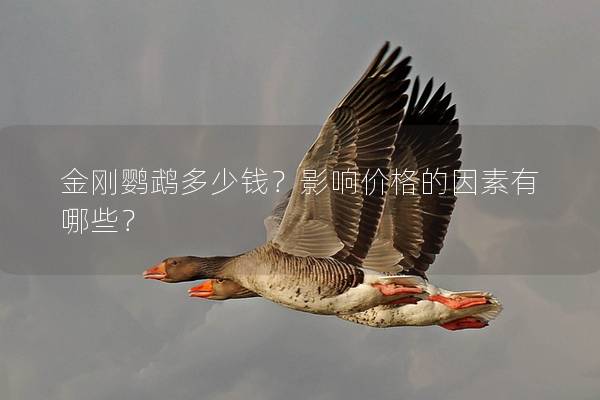 金刚鹦鹉多少钱？影响价格的因素有哪些？