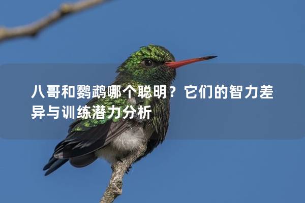 八哥和鹦鹉哪个聪明？它们的智力差异与训练潜力分析