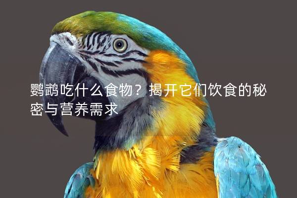 鹦鹉吃什么食物？揭开它们饮食的秘密与营养需求