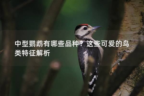 中型鹦鹉有哪些品种？这些可爱的鸟类特征解析