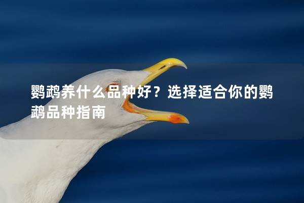 鹦鹉养什么品种好？选择适合你的鹦鹉品种指南