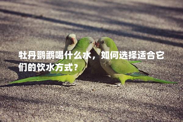 牡丹鹦鹉喝什么水，如何选择适合它们的饮水方式？