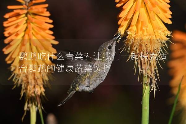鹦鹉吃什么青菜？让我们一起探索适合鹦鹉的健康蔬菜选择