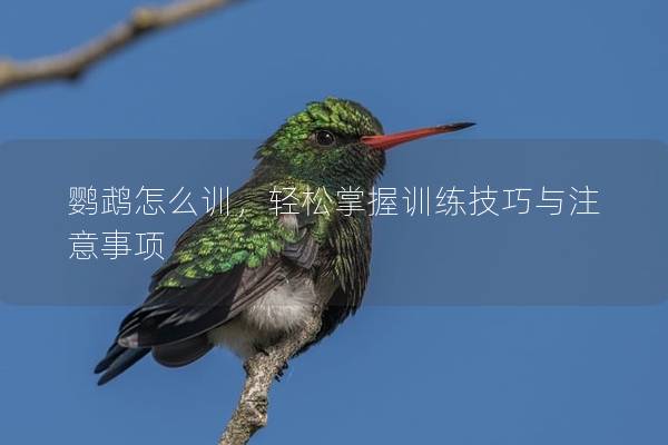 鹦鹉怎么训，轻松掌握训练技巧与注意事项