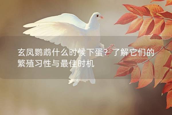 玄凤鹦鹉什么时候下蛋？了解它们的繁殖习性与最佳时机