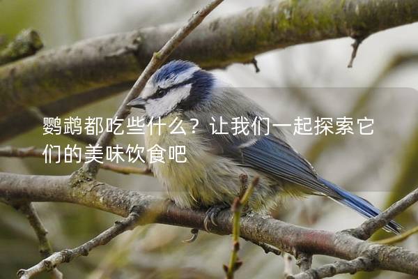 鹦鹉都吃些什么？让我们一起探索它们的美味饮食吧