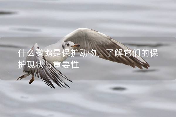 什么鹦鹉是保护动物，了解它们的保护现状与重要性