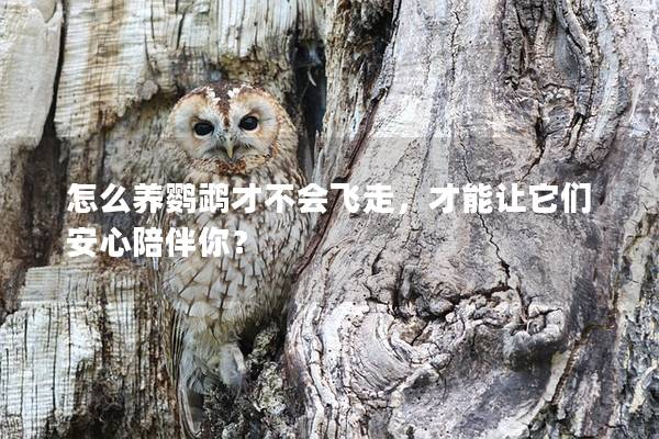 怎么养鹦鹉才不会飞走，才能让它们安心陪伴你？