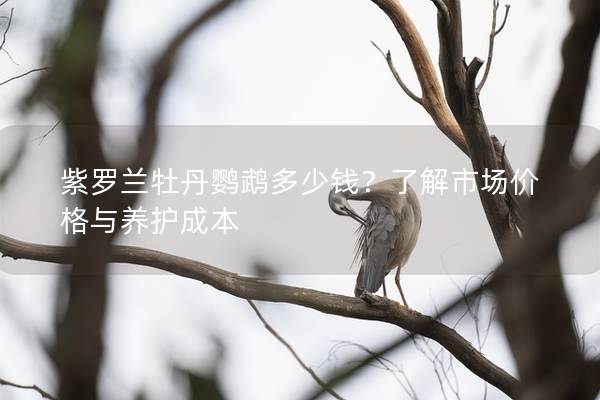 紫罗兰牡丹鹦鹉多少钱？了解市场价格与养护成本