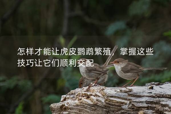怎样才能让虎皮鹦鹉繁殖，掌握这些技巧让它们顺利交配