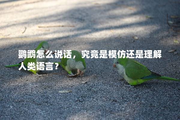 鹦鹉怎么说话，究竟是模仿还是理解人类语言？