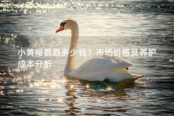 小黄帽鹦鹉多少钱？市场价格及养护成本分析