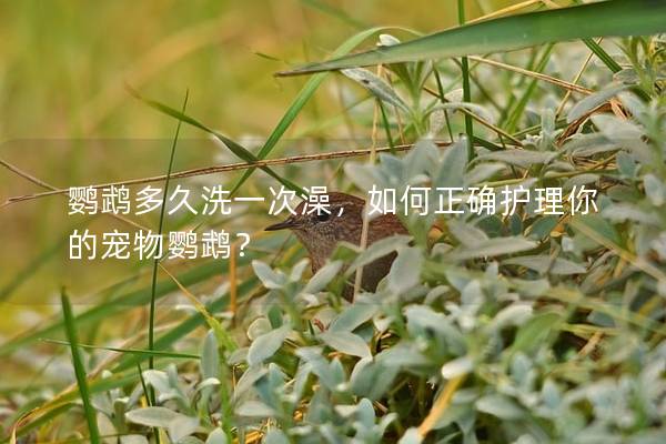 鹦鹉多久洗一次澡，如何正确护理你的宠物鹦鹉？