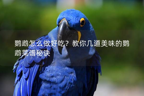 鹦鹉怎么做好吃？教你几道美味的鹦鹉菜谱秘诀