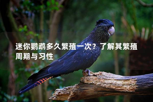 迷你鹦鹉多久繁殖一次？了解其繁殖周期与习性