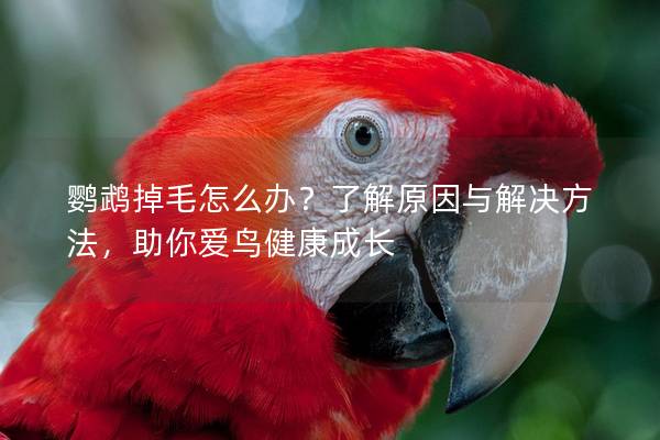 鹦鹉掉毛怎么办？了解原因与解决方法，助你爱鸟健康成长