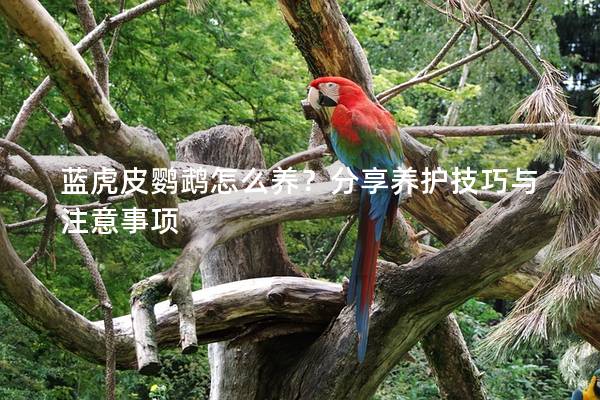 蓝虎皮鹦鹉怎么养？分享养护技巧与注意事项