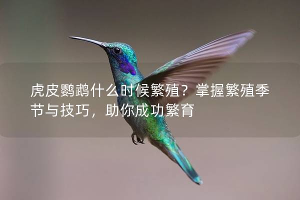 虎皮鹦鹉什么时候繁殖？掌握繁殖季节与技巧，助你成功繁育