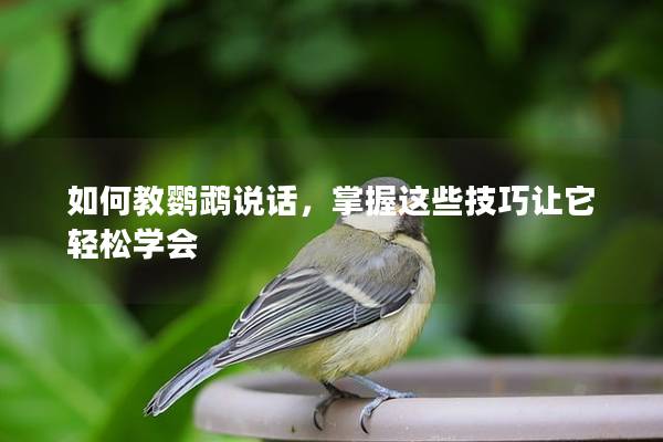 如何教鹦鹉说话，掌握这些技巧让它轻松学会